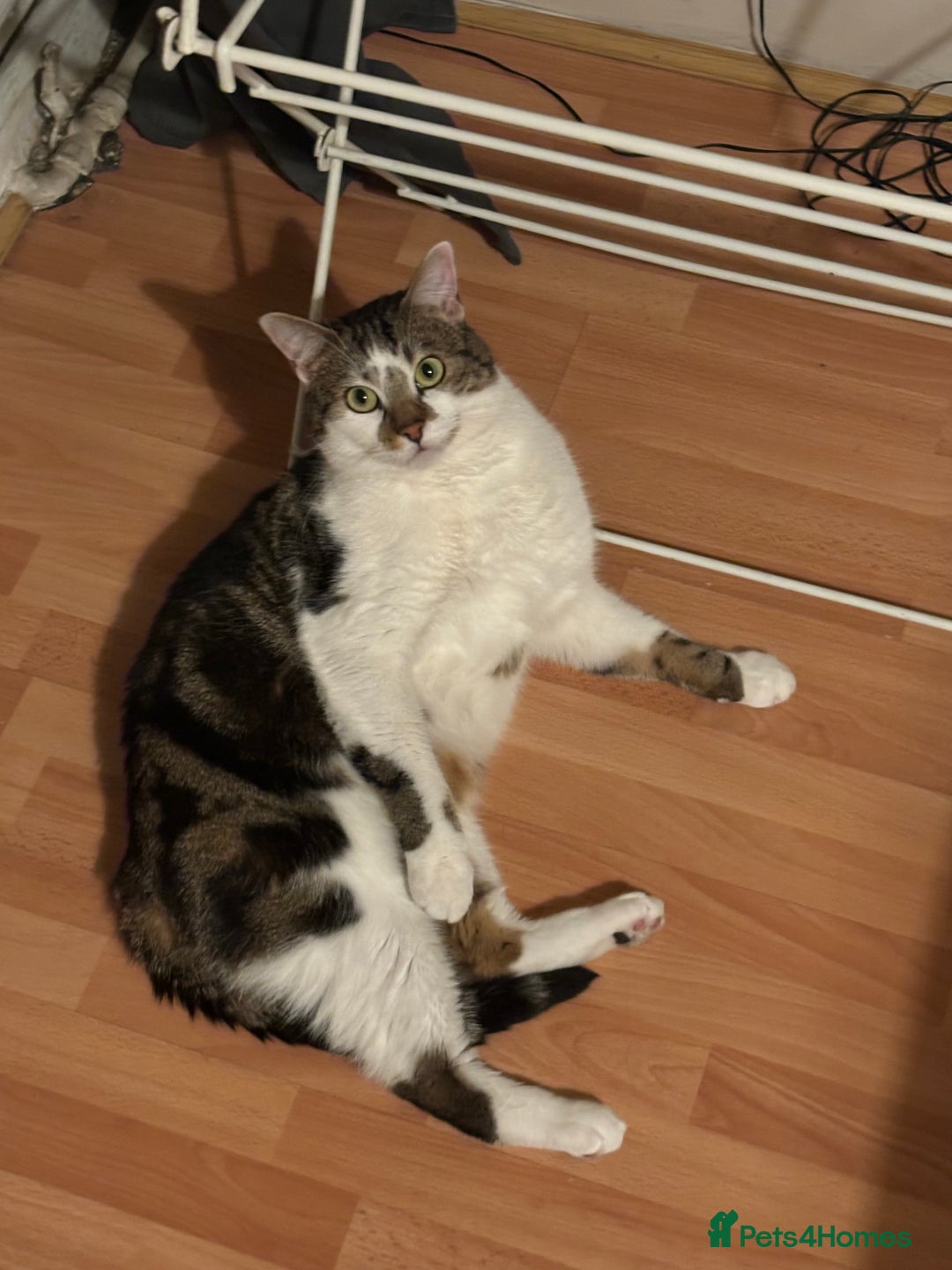 Domestic Shorthair cats for sale: Price  - Image 2