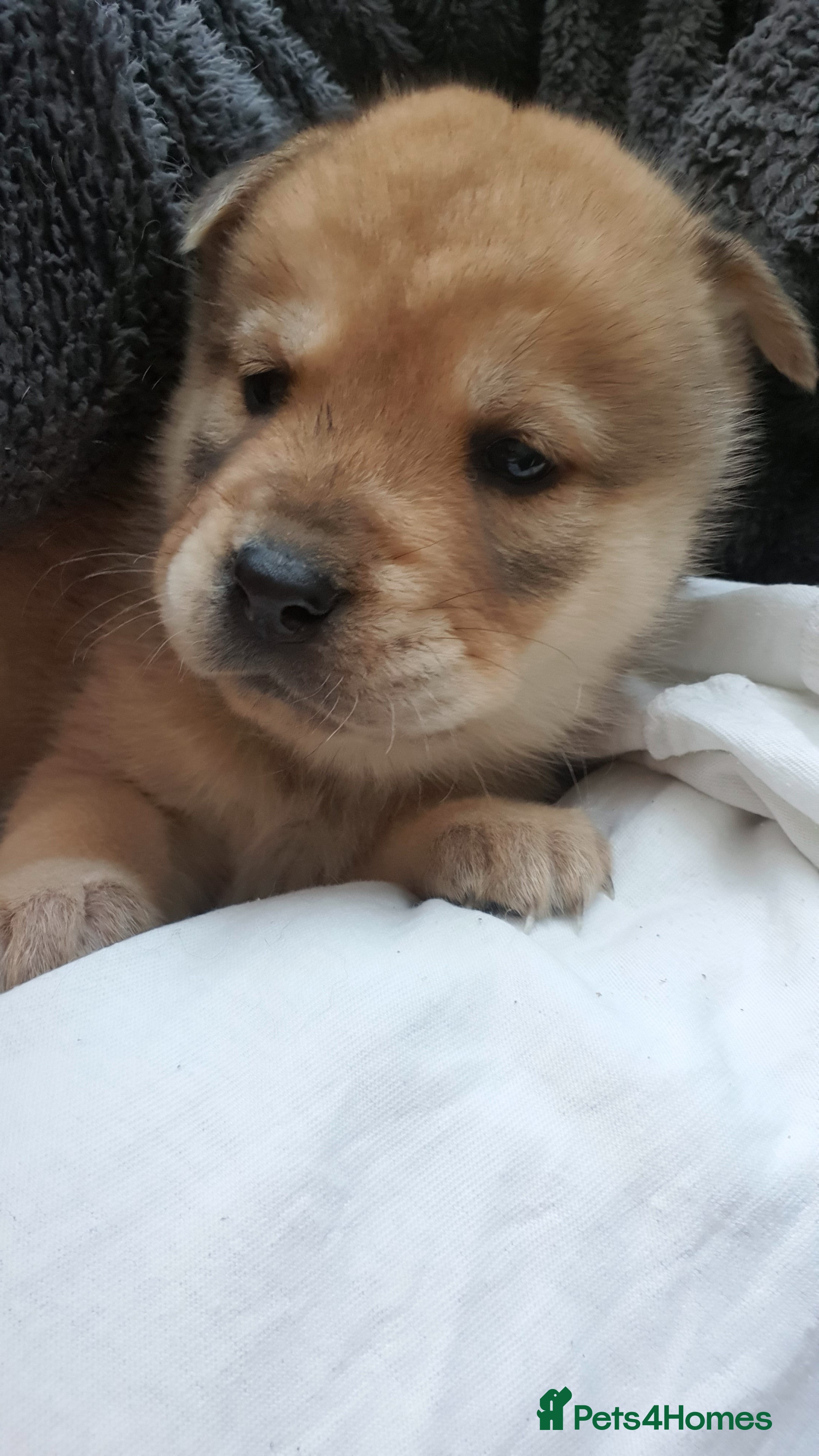 Mixed Breed dogs Chowsky chow chow x siberian husky read1y to go  - Advert 3