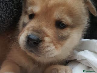 Mixed Breed dogs Chowsky chow chow x siberian husky read1y to go - Advert 3