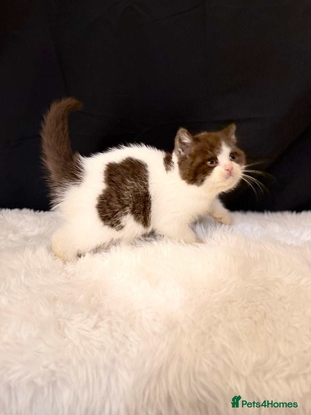 British Shorthair cats for sale: Full Pedigree Registered BSH - Advert 5