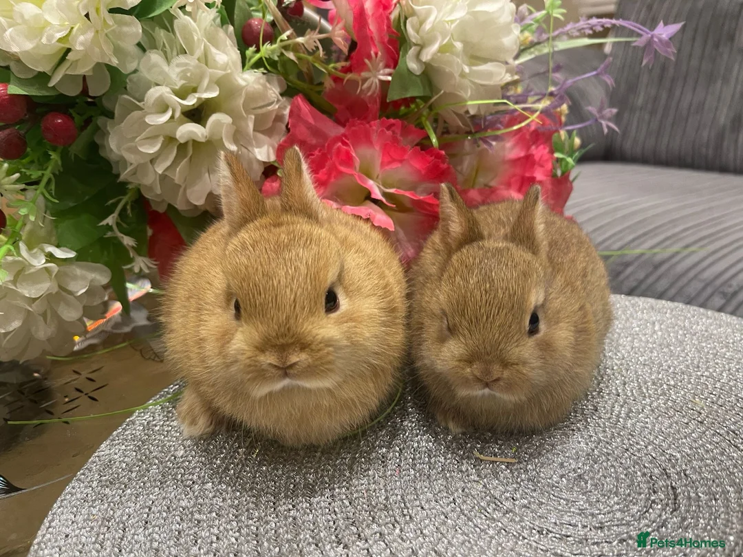 Netherland Dwarf rabbits for sale: Bunnies  in London - Advert 26
