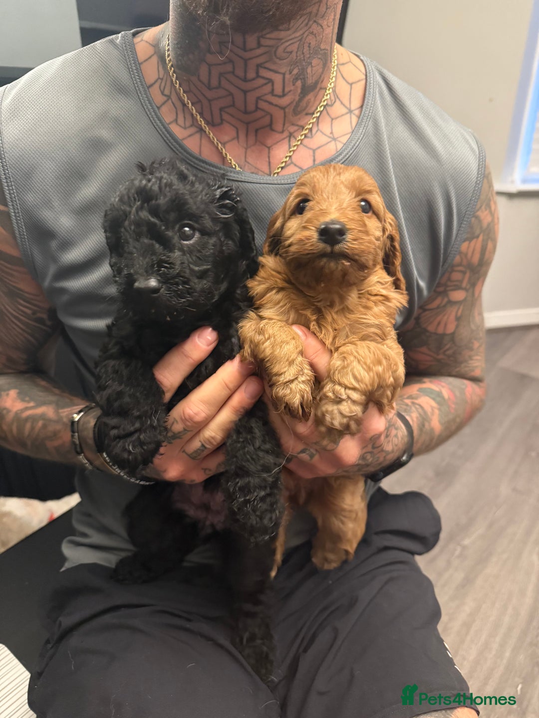 Labradoodle dogs for sale: Miniature labradoodle puppies  - Image 15
