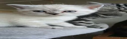 British Shorthair cats for sale: Kittens available. - Advert 3