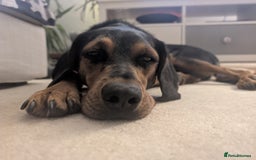 Mixed Breed dogs for adoption:  Meet Aldo – The Sweetest Cuddle Bug in London! - Image 2