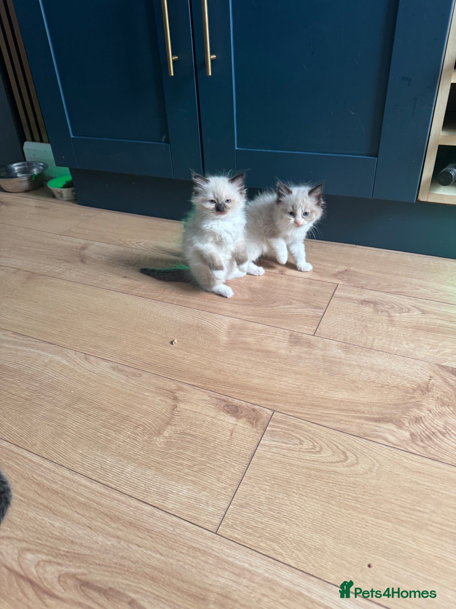 Ragdoll cats Stunning  ragdoll kittens - Advert 17