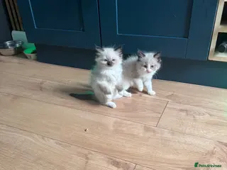 Ragdoll cats Stunning ragdoll kittens - Advert 17