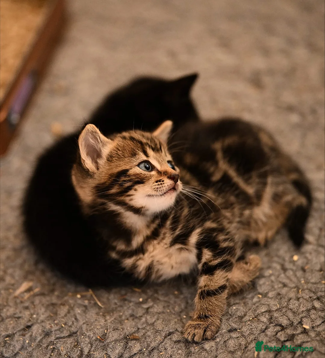Mixed Breed cats for sale: Stunning mix breed kittens  - Advert 2