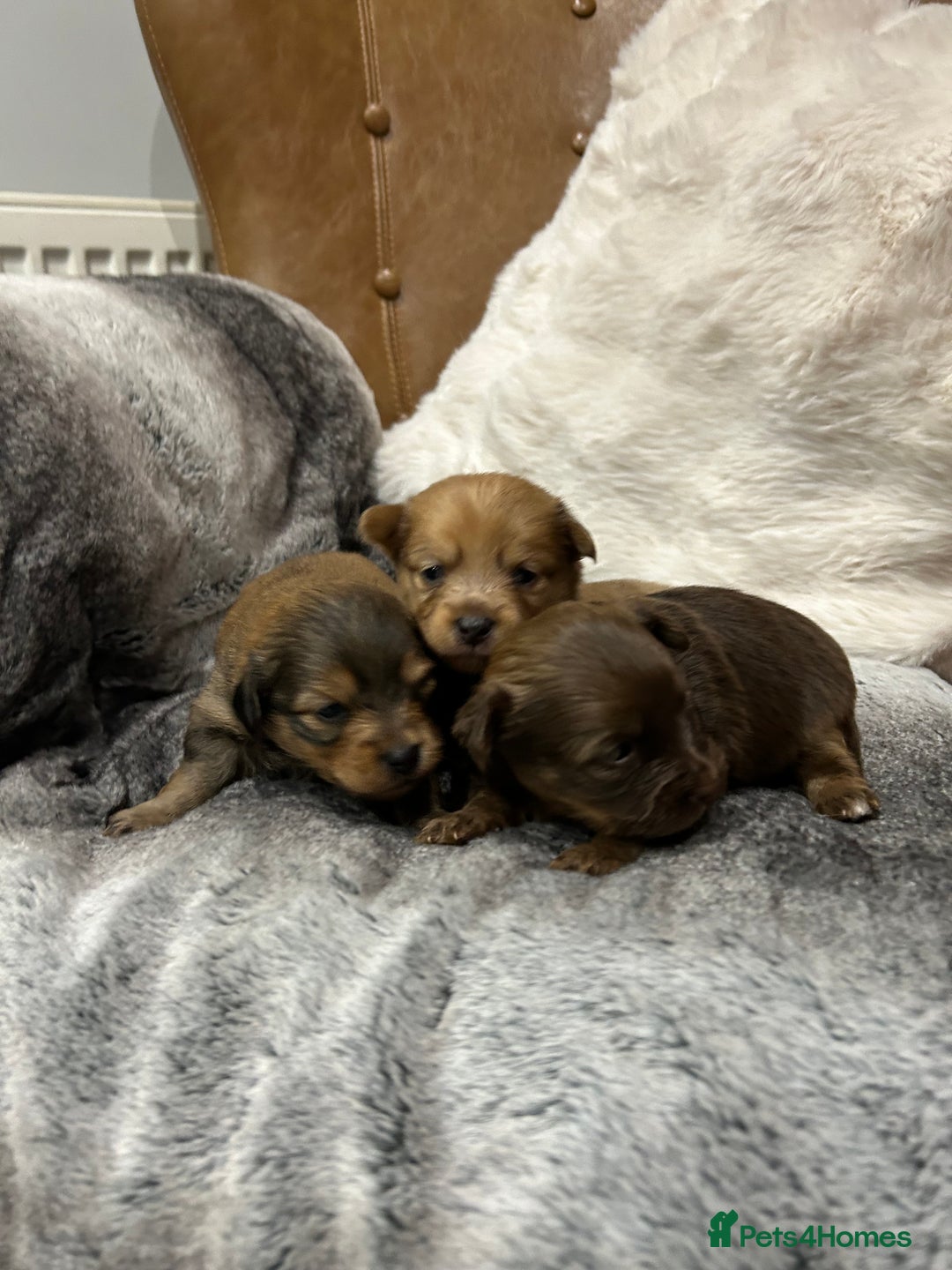 Mixed Breed dogs for sale: Miniature Dauchshund/ Pomeranian puppies for sale - Advert 11