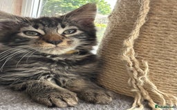 Maine Coon cats for sale: Stunning mainecoons  - Image 20
