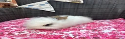 Mixed Breed rabbits for sale: Angora x lionhead babies  - Advert 8