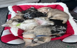 Chiweenie dogs for sale: 6 Beautiful Chiweenie Puppies *Reduced* - Advert 6