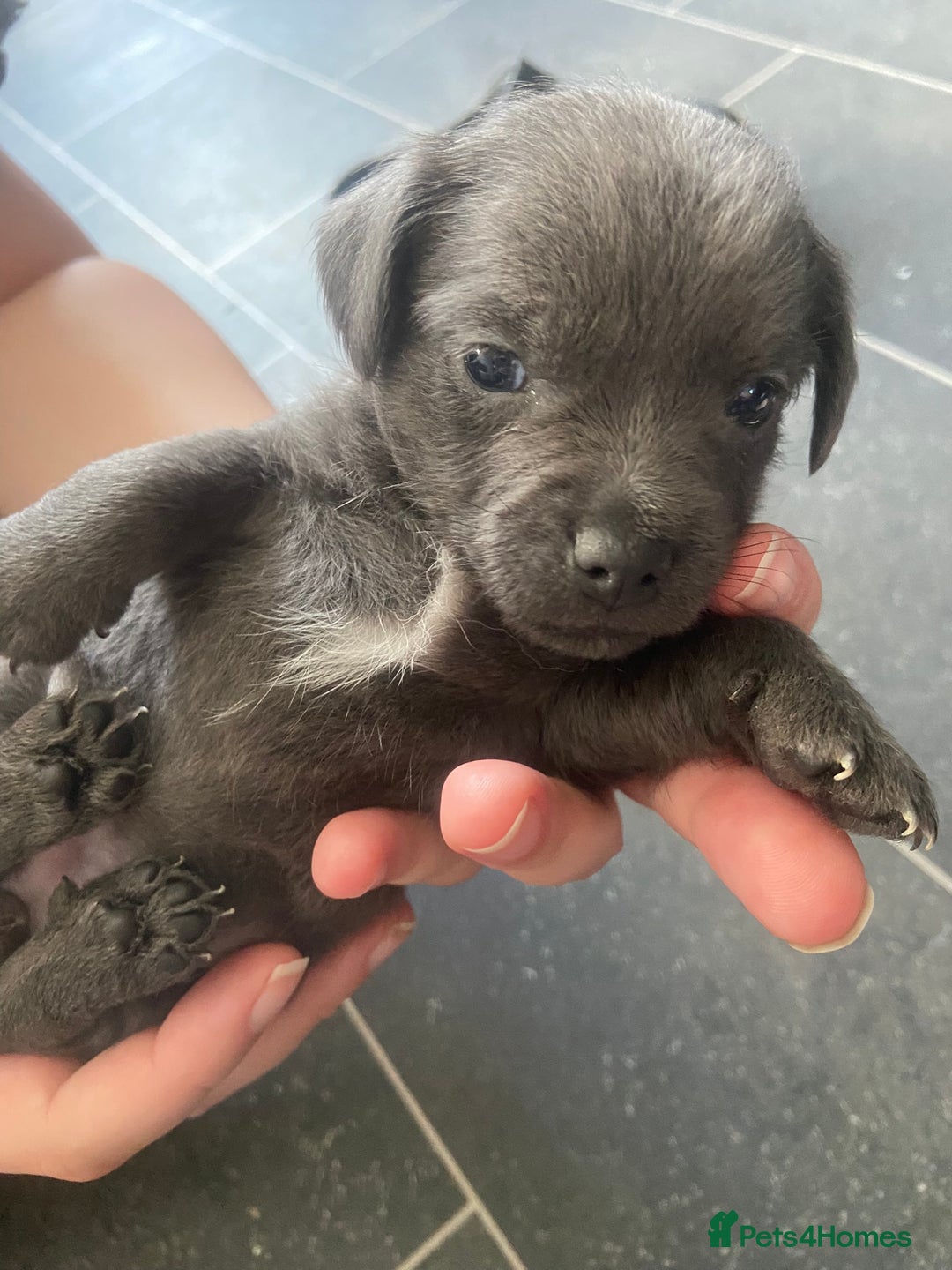 Mixed Breed dogs for sale: Jackawawas for sale  - Image 4