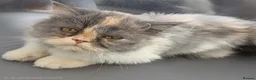 Persian cats for sale: Persian kittens for sale in Huddersfield - Advert 7