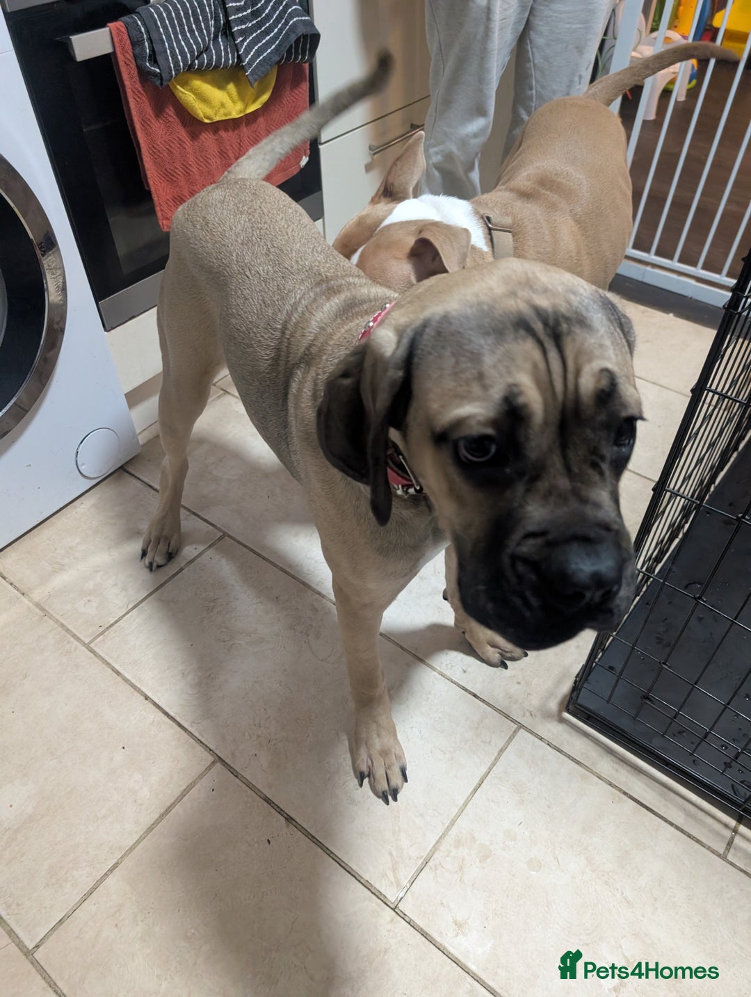 Cane Corso dogs for sale: Cane corso 7 months old  - Image 1