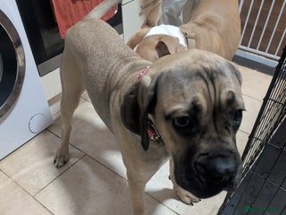 Cane Corso dogs - Advert 1