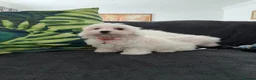 Maltese dogs for sale: Gorgeous Maltese puppies  - Advert 5