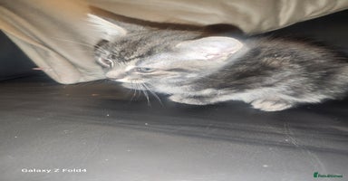 Mixed Breed cats - Advert 3