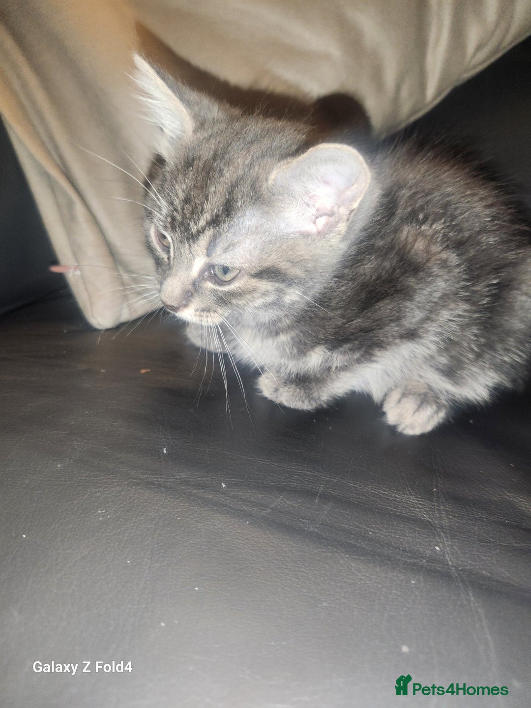 Mixed Breed cats for sale: Little grey kitten - Image 2