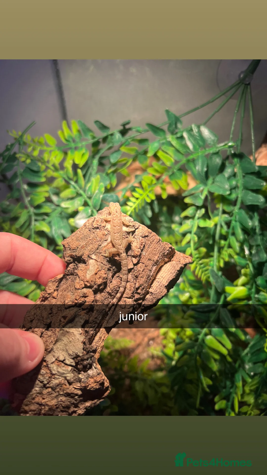 Gecko reptiles for sale: Mourning geckos with full setup - Advert 3