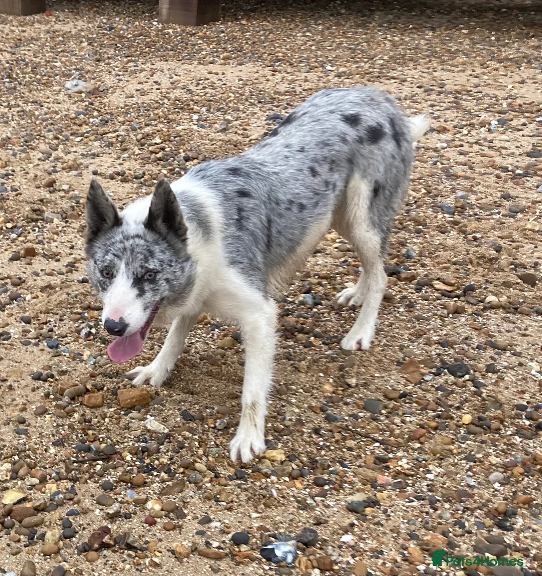 Border Collie dogs for stud: Dukelle Otis  in Benfleet - Advert 3
