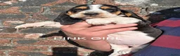 Basset Hound dogs for sale: KC BASSET HOUND PUPPIES  - Advert 15