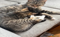 Mixed Breed cats for sale: Boy and girl mixed breed available  - Image 4