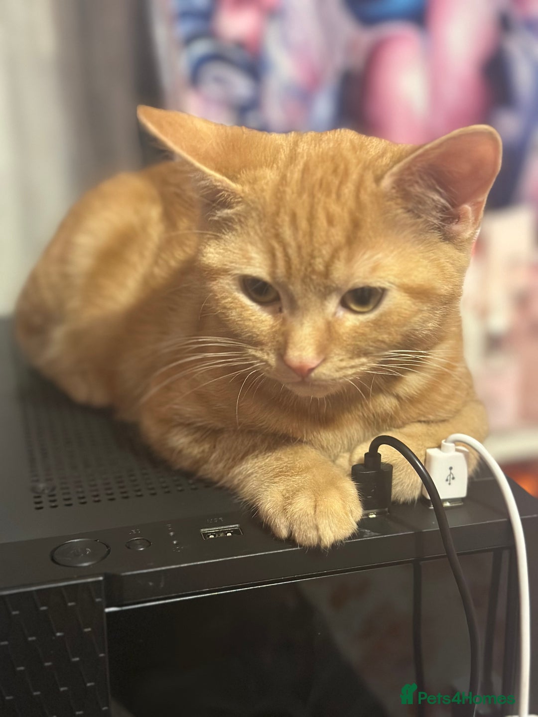 Mixed Breed cats for sale: Kittens  - Advert 6