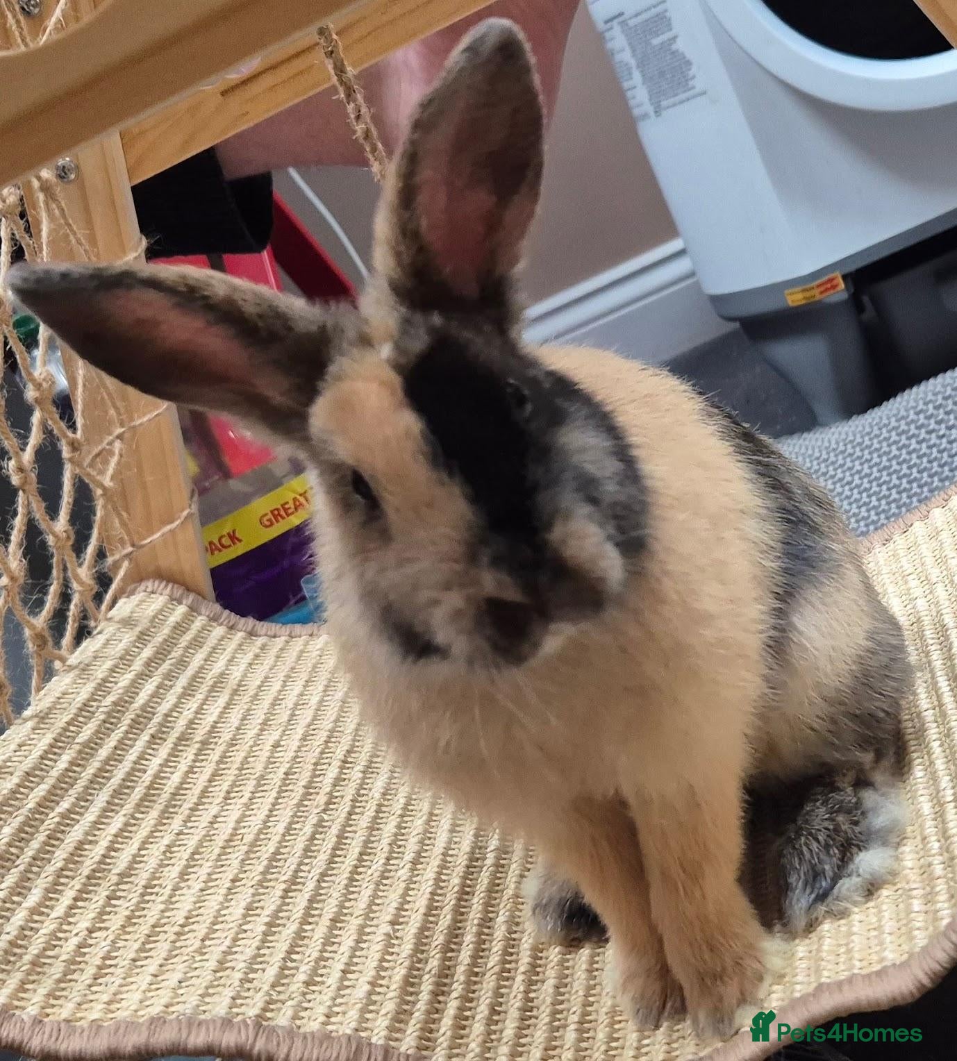 Mixed Breed rabbits Bonnie and Mochi need Rehoming  - Advert 9