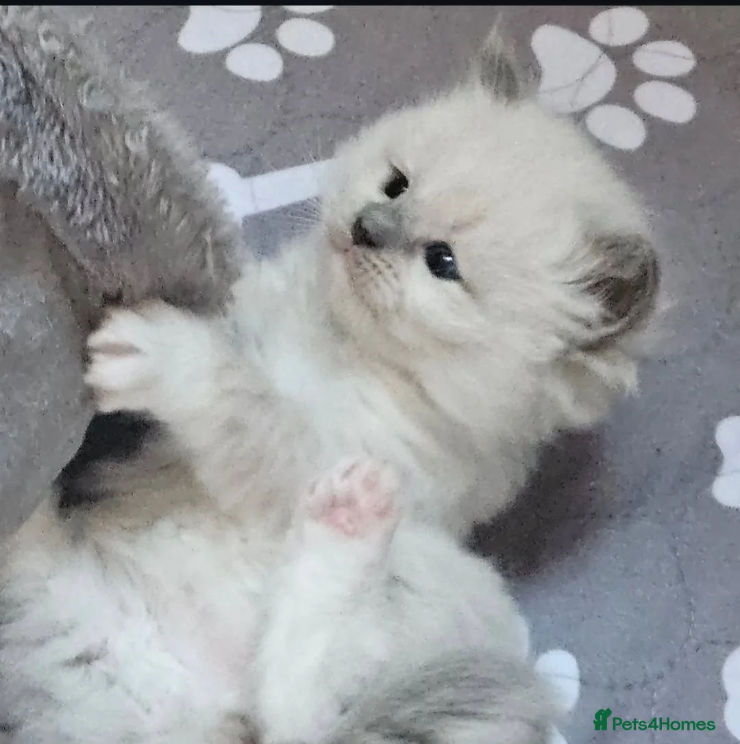Ragdoll cats for sale: Lilac tica registered ragdolls - Advert 2