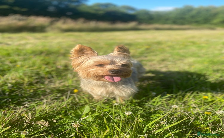 Yorkshire Terrier dogs - Advert 1