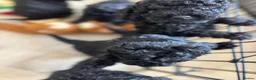Cockapoo dogs for sale: Beautiful F1b Cockapoo puppies  - Advert 12