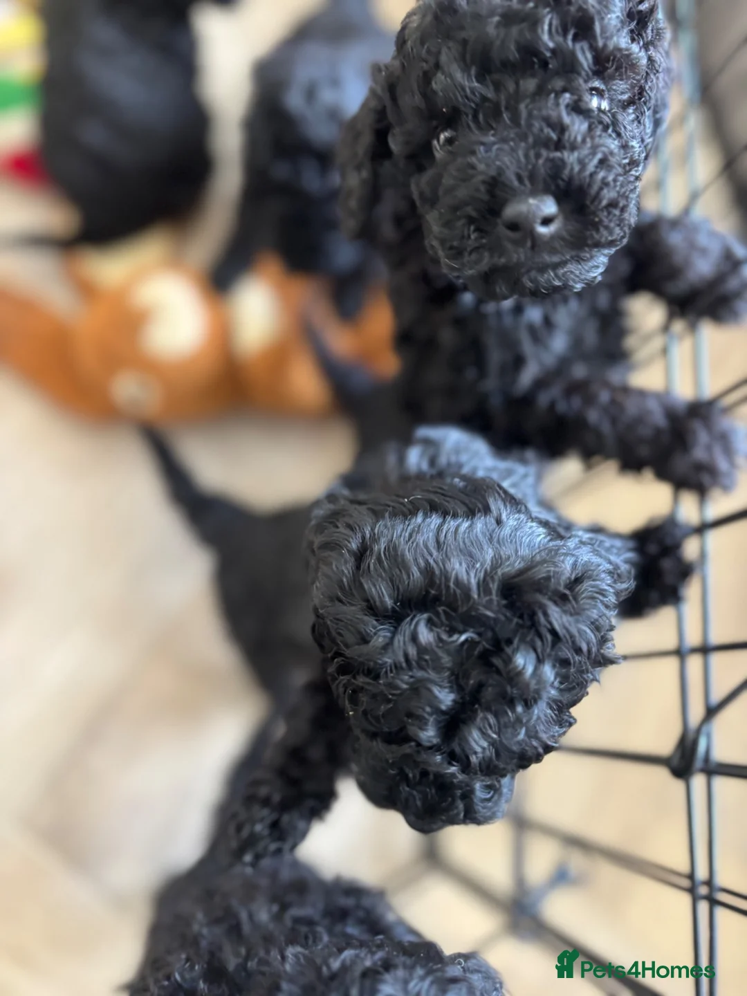Cockapoo dogs for sale: Beautiful F1b Cockapoo puppies  - Advert 12