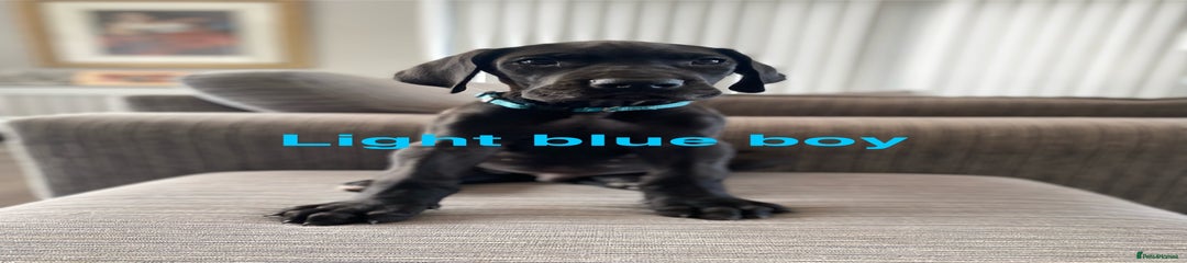 Light Blue Boy