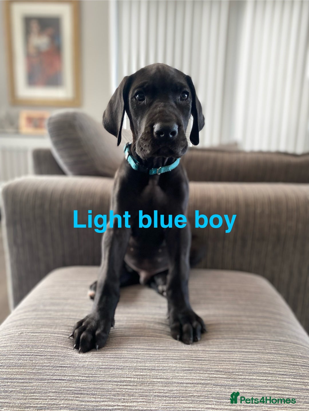 Great Dane dogs for sale: Gorgeous Black Great Dane Puppies - Image 8