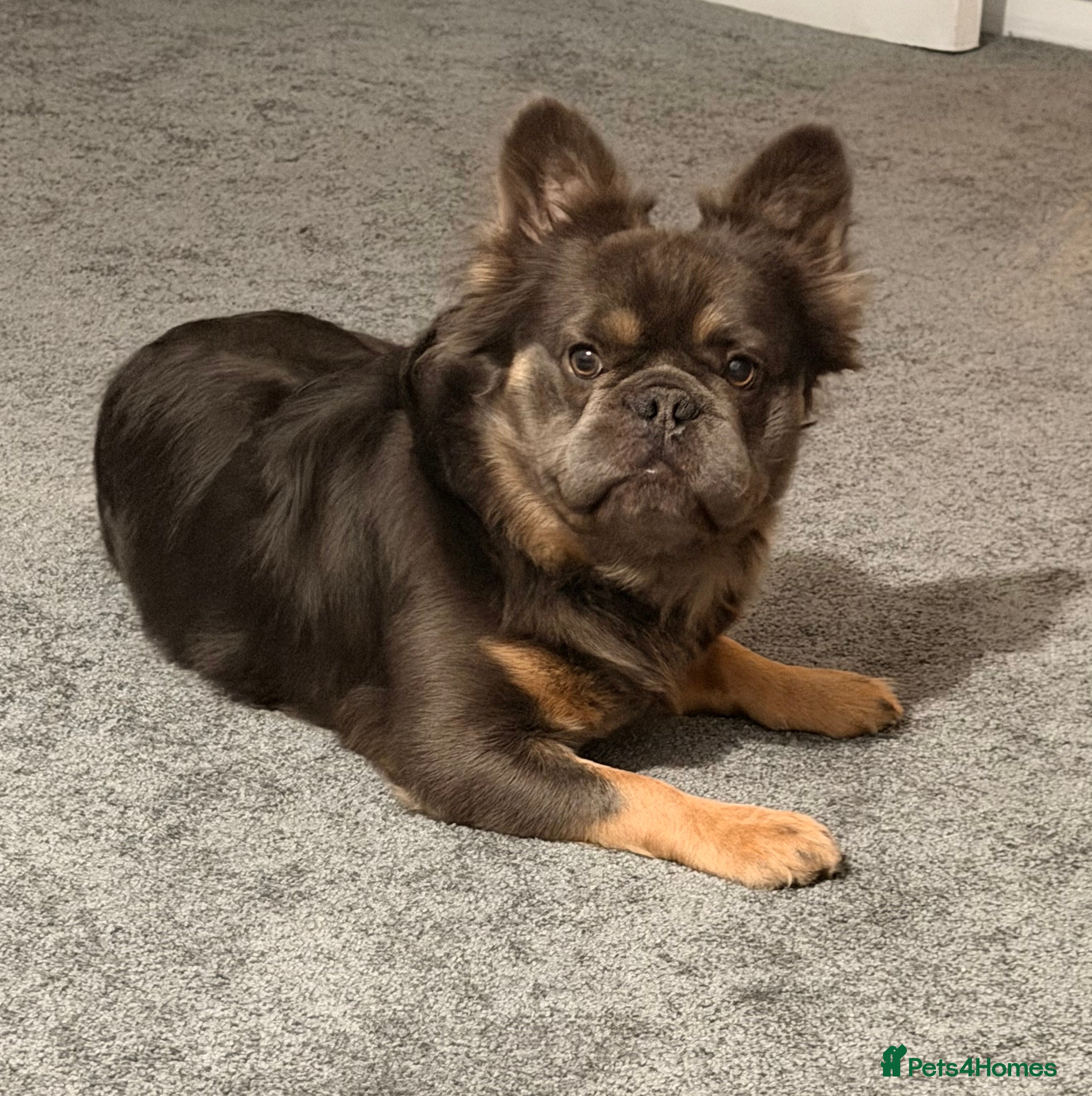 French Bulldog dogs KC Visual Fluffy Blue Tan  - Advert 3