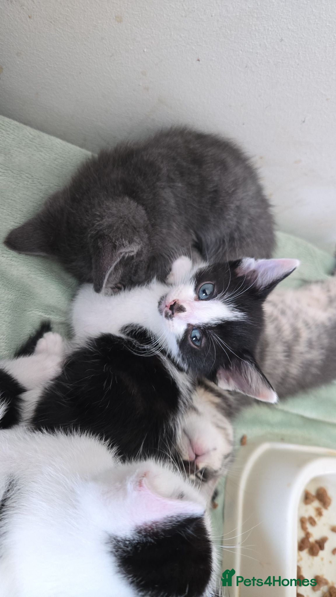 Mixed Breed cats 5xKittens🐈‍⬛️🐈 - Advert 5