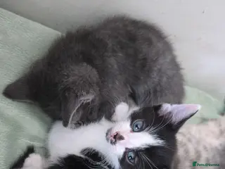 Mixed Breed cats 5xKittens🐈⬛️🐈 - Advert 5