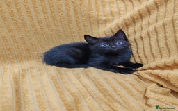 Mixed Breed cats for sale: Half Maine Coon kittens VIDEOS - Image 19