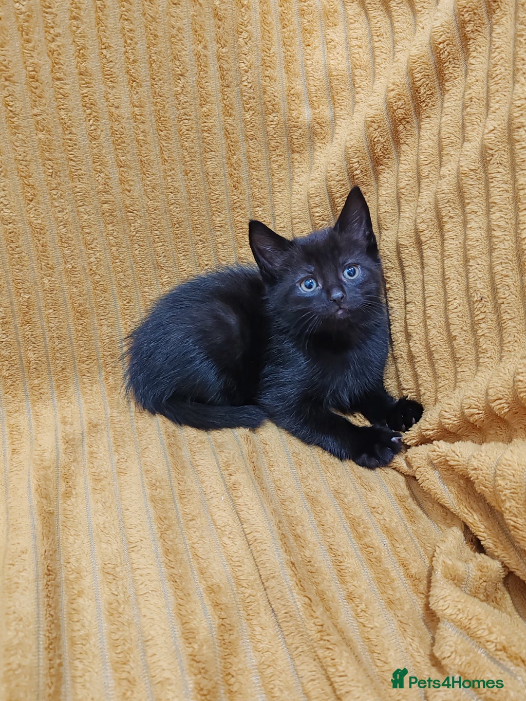 Mixed Breed cats for sale: Half Maine Coon kittens VIDEOS - Image 19