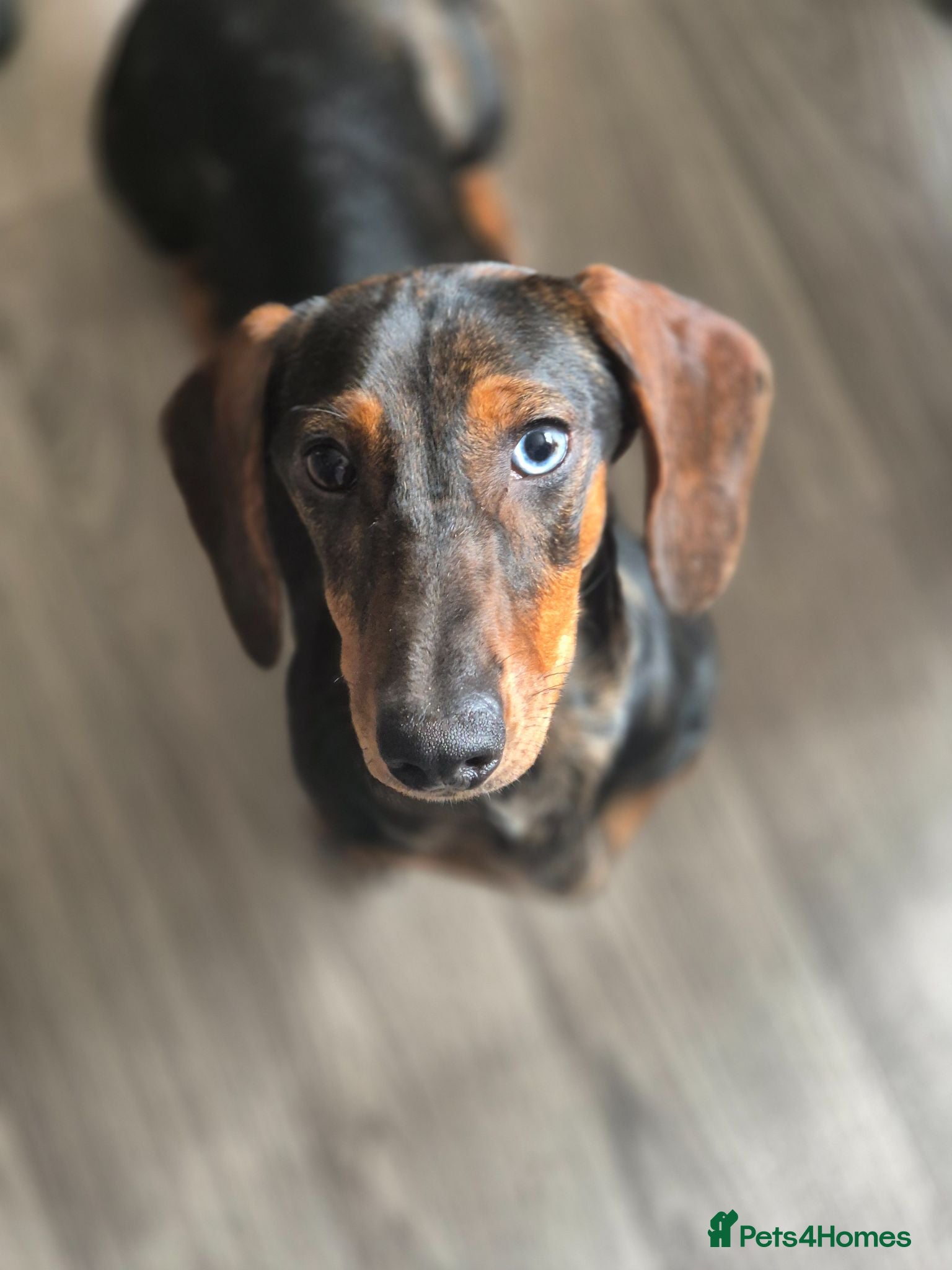 Dachshund dogs Tavern is a lovely girl with lots of personality - Advert 1