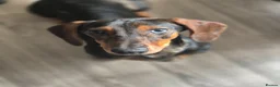 Dachshund dogs for sale: Tavern is a lovely girl with lots of personality - Advert 1