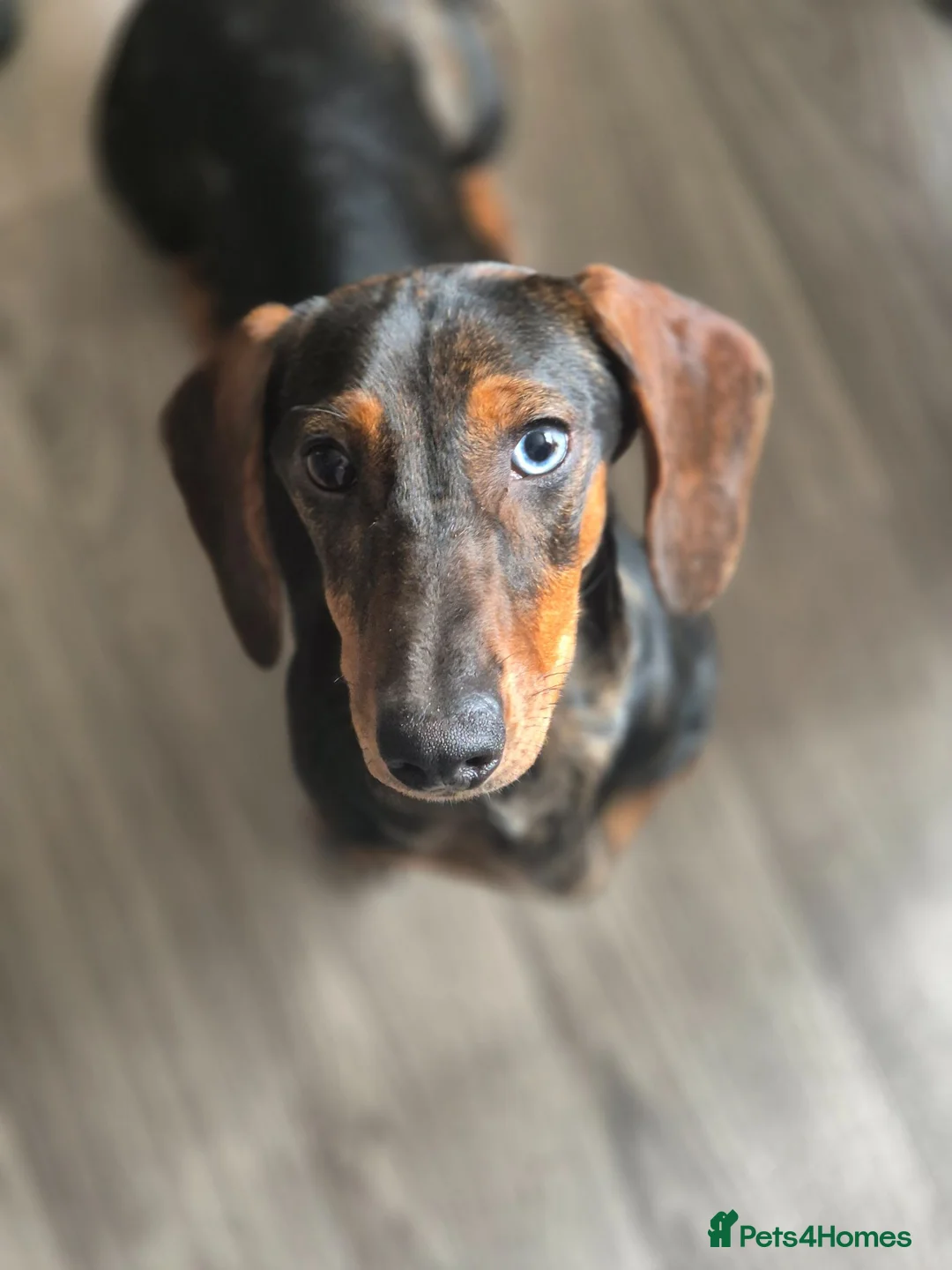 Dachshund dogs for sale: Tavern is a lovely girl with lots of personality - Advert 1