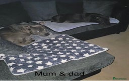 Staffordshire Bull Terrier dogs for sale: Staffy pups looking for their forever homes 🏡  - Image 7