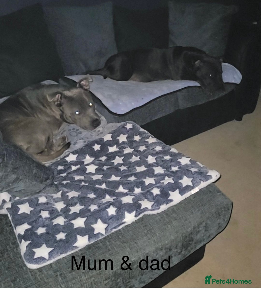 Staffordshire Bull Terrier dogs for sale: Staffy pups looking for their forever homes 🏡  - Image 7