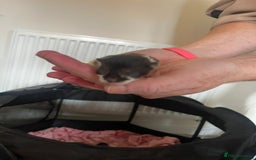 British Longhair cats for sale: 💕 Beautiful litter of BLH Kittens 💕 - Image 8