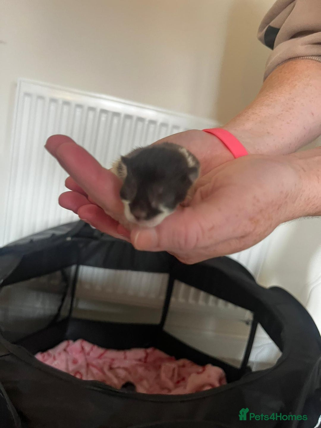 British Longhair cats for sale: 💕 Beautiful litter of BLH Kittens 💕 - Image 8