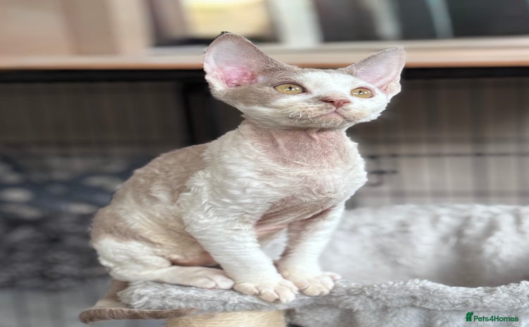 Devon Rex cats - Advert 3