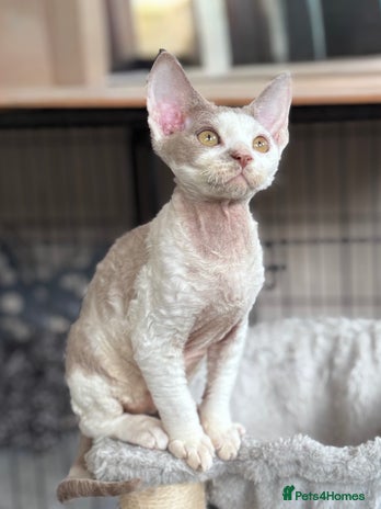 Devon Rex cats - Advert 3