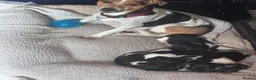 Jack Russell dogs for sale: Four Charming Jack Russells Ready to Bring Joy - Advert 8