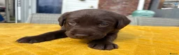 Labrador Retriever dogs for sale: Family breed labradors  - Advert 14